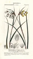 Eriophorum angustifolium