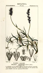 Mesquite riccio, Hilaria cenchroides