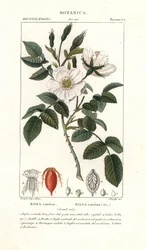 Rosa canina