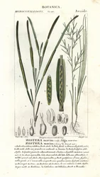 Zostera marina