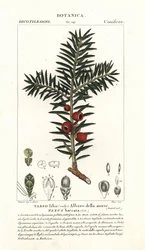 Tasso europeo, Taxus baccata