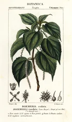 Falsa ortica, Boehmeria caudata