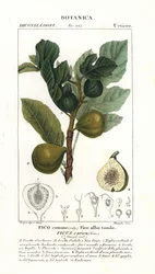 Fico e frutto, Ficus carica