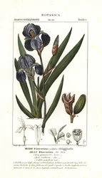 Iris fiorentino, Iris germanica var florentina