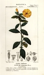 Lino francese, Linum trigynum