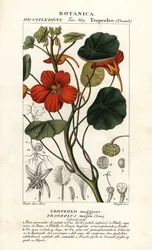 Nasturzio da giardino, Tropaeolum majus