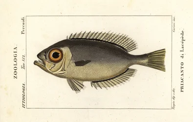 Occhi di vetro, Heteropriacanthus cruentatus