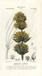 Genziana gialla grande, Gentiana lutea