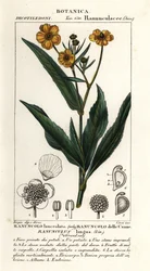 Ranuncolo lingua, Ranunculus lingua