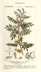 Indaco guatemalteco, Indigofera suffruticosa