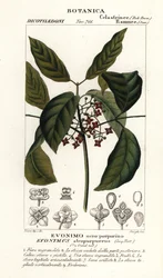 Euonymus hamiltonianus