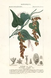 Rajania cordata