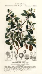 Prugna indiana, Flacourtia indica