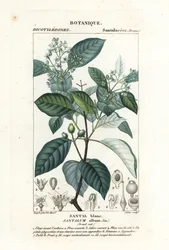 Sandalo indiano, Santalum album, vulnerabile