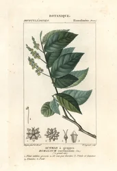 Homalium racemosum