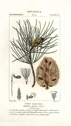 Pino domestico, Pinus pinea
