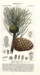 Pino domestico, Pinus pinea, pino domestico