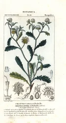 Acicarpha tribuloides