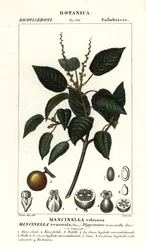 Manchineel o albero di mela da spiaggia, Hippomane mancinella