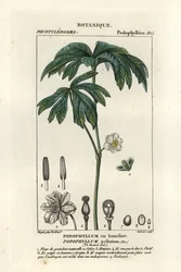 Podofillo, Podophyllum peltatum