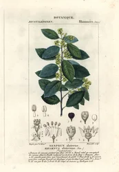 Alaterno mediterraneo, Rhamnus alaternus