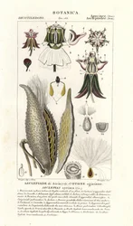 Asclepias syriaca