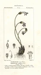 Orobanche uniflora