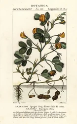 Arachide, Arachis hypogaea