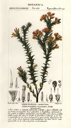 Erica palustre rosa, Sprengelia incarnata