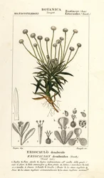 Paepalanthus dendroides
