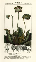 Pianta carnivora viola, Sarracenia purpurea