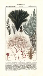 Specie di alghe rosse