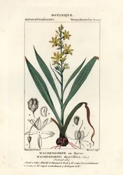 Radice rossa, Wachendorfia thyrsiflora