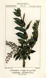 Albero di Redoul, Coriaria myrtifolia