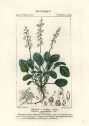 Pyrola rotundifolia