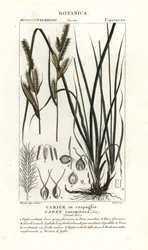 Carice cespitosa, Carex caespitosa