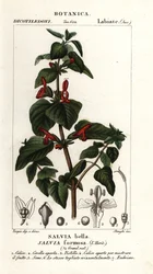 Salvia a foglie lucenti, Salvia formosa