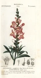 Bocca di leone, Antirrhinum majus