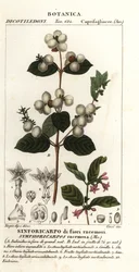 Sambuco delle nevi, Symphoria racemosa