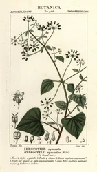 Spananthe paniculata, Idrocotile spanante