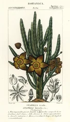 Fiore di stella marina o pianta di carogna, Stapelia hirsuta