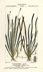 Erba nastro o erba anguilla, Vallisneria spiralis