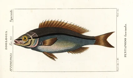 Pagello testanera, Pentapodus fasciuola