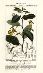 Balsamina non mi toccare, Impatiens noli-tangere