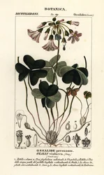 Acetosella violetta, Oxalis violacea