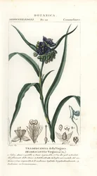 Tradescantia virginiana