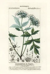 Hydrophyllum virginianum