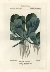 Lattuga d