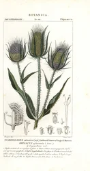 Cardo selvatico o cardo dei follatori, Dipsacus fullonum