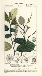 Fothergilla gardenii
